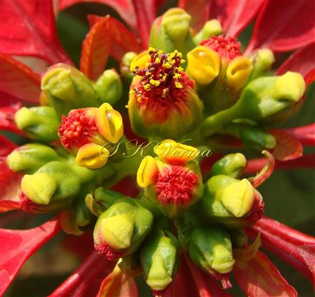  Cyathia with 1-2 glands and male flowers